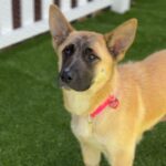 Sarah is a Shepherd, German.