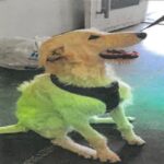 Leo is a Retriever, Labrador.