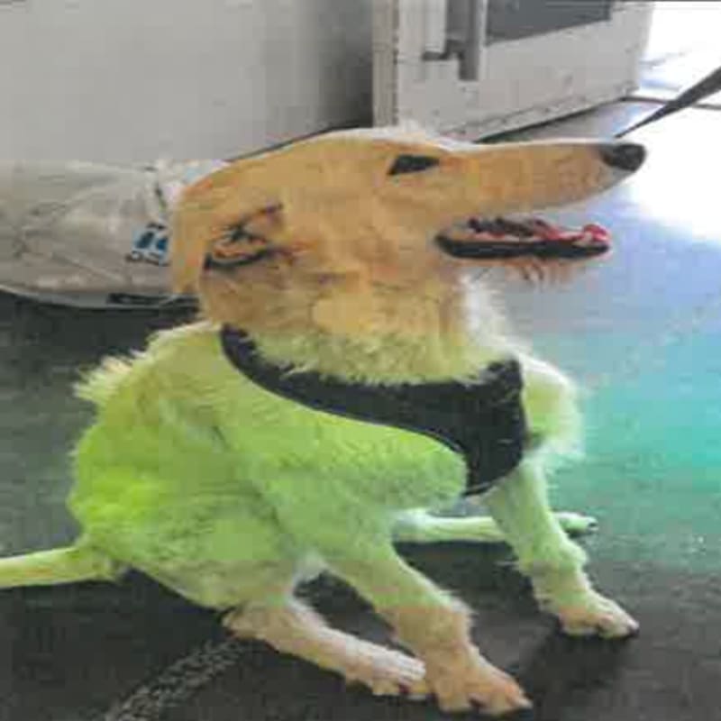 Leo is a Retriever, Labrador.