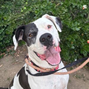 Zena is a Great Dane.