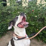 Zena is a Great Dane.