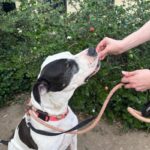 Zena is a Great Dane.