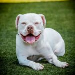 Wilson is a Terrier, American Pit Bull.