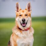 Nya is a Shepherd, German/Pointer, German Wirehaired.