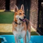 Nya is a Shepherd, German/Pointer, German Wirehaired.