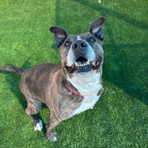 Tinsel is a Mixed Breed (Large).