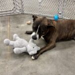 Tinsel is a Mixed Breed (Large).