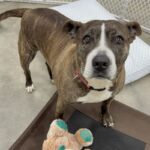 Tinsel is a Mixed Breed (Large).