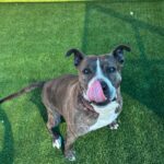 Tinsel is a Mixed Breed (Large).