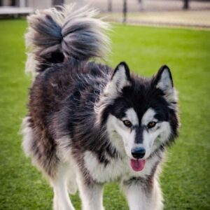 Melody is a Husky, Siberian/Mix.