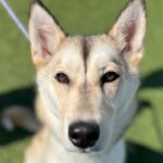 Sashimi is a Husky/Mix.