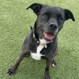 Baby is a Retriever, Labrador/Terrier, American Staffordshire.