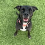 Baby is a Retriever, Labrador/Terrier, American Staffordshire.