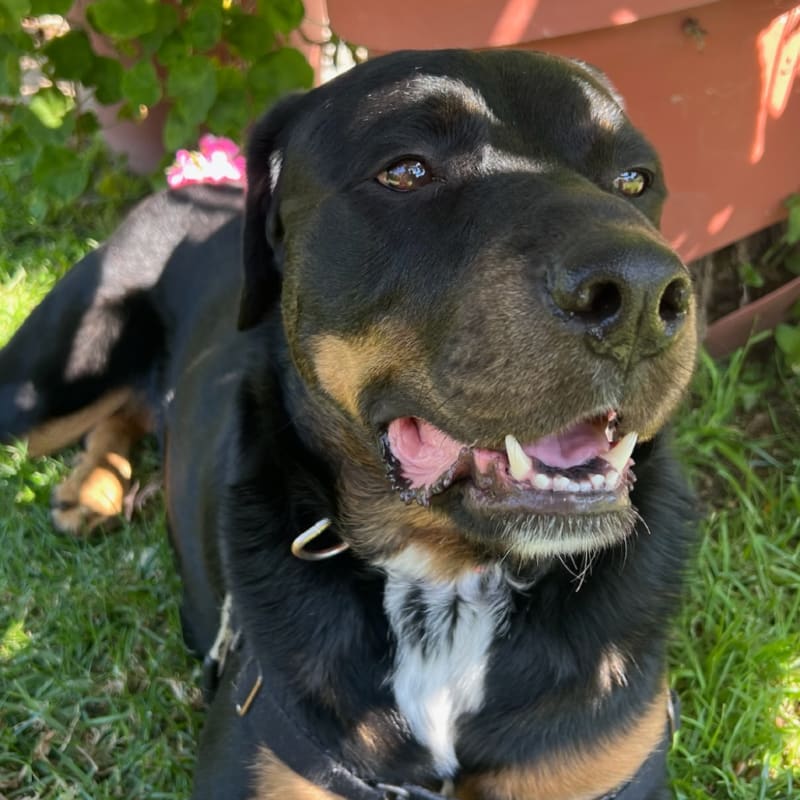 True is a Rottweiler/Mix.