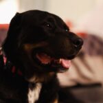 True is a Rottweiler/Mix.