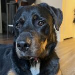 True is a Rottweiler/Mix.