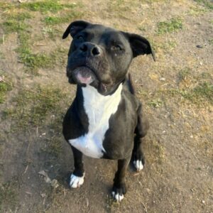 George is a Terrier, Pit Bull.