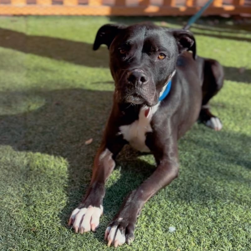 George is a Terrier, Pit Bull.