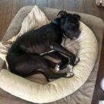 George is a Terrier, Pit Bull.
