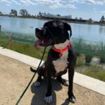 George is a Terrier, Pit Bull.