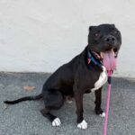 George is a Terrier, Pit Bull.