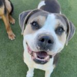 Ferris is a Mixed Breed (Large).