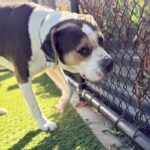 Ferris is a Mixed Breed (Large).