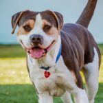 Ferris is a Mixed Breed (Large).