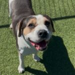 Ferris is a Mixed Breed (Large).