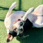 Ferris is a Mixed Breed (Large).