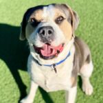 Ferris is a Mixed Breed (Large).