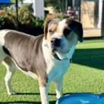 Ferris is a Mixed Breed (Large).