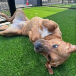 Fawn is a Mixed Breed (Large).