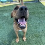 Fawn is a Mixed Breed (Large).