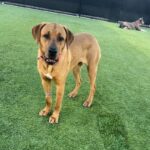 Fawn is a Mixed Breed (Large).