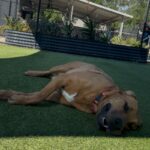 Fawn is a Mixed Breed (Large).