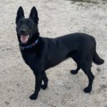 Duke is a Mixed Breed (Large).