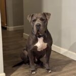 Clyde is a Terrier, Pit Bull.