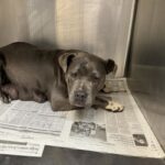 Bonnie is a Terrier, Pit Bull.