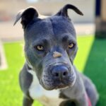 Bonnie is a Terrier, Pit Bull.