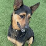 Jerome is a Shepherd, German.