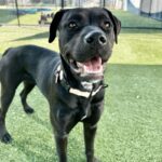 Billie is a Terrier, Pit Bull.