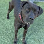 Billie is a Terrier, Pit Bull.