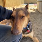 Bruno Mars is a Mixed Breed (Large).