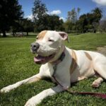 Brenda is a Terrier, American Pit Bull.