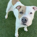 Brenda is a Terrier, American Pit Bull.