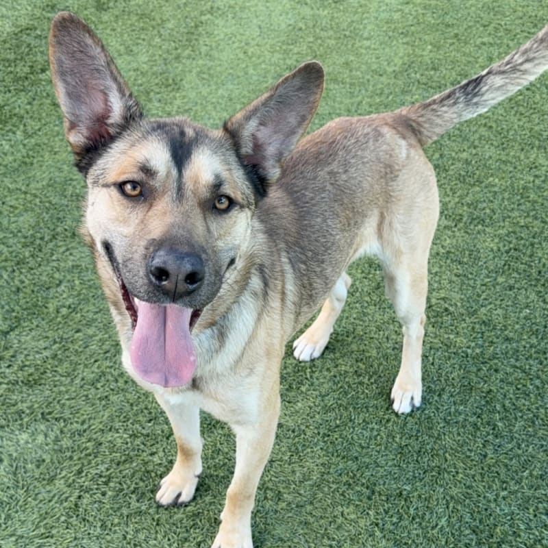 Toro is a Shepherd, German/Mixed Breed (Medium).
