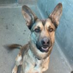 Toro is a Shepherd, German/Mixed Breed (Medium).