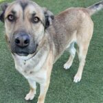 Toro is a Shepherd, German/Mixed Breed (Medium).