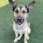 Toro is a Shepherd, German/Mixed Breed (Medium).